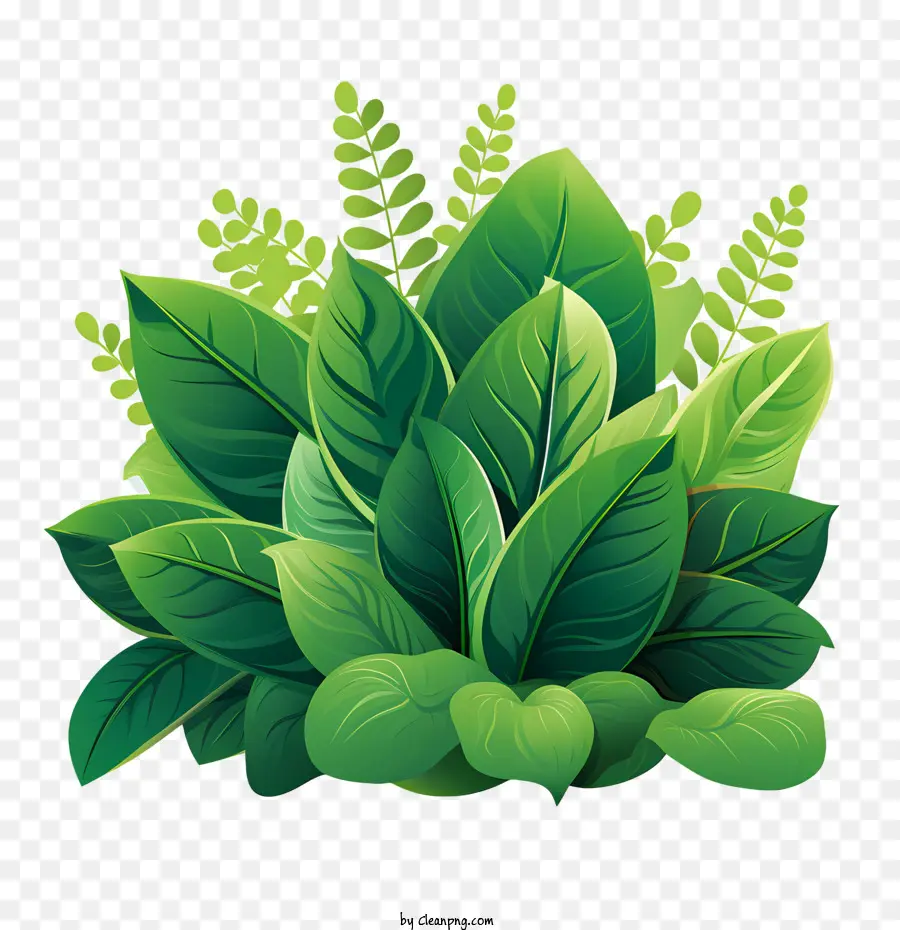 Plante Verte，Verdure PNG