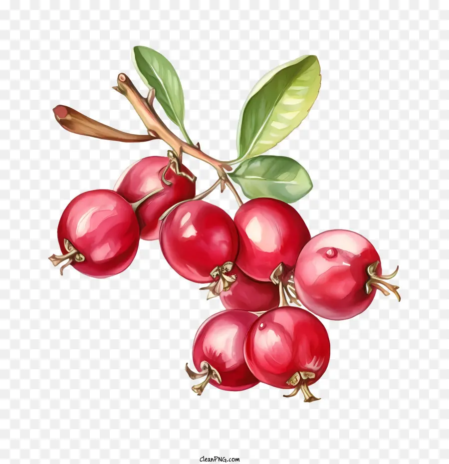 Canneberges，Framboise PNG