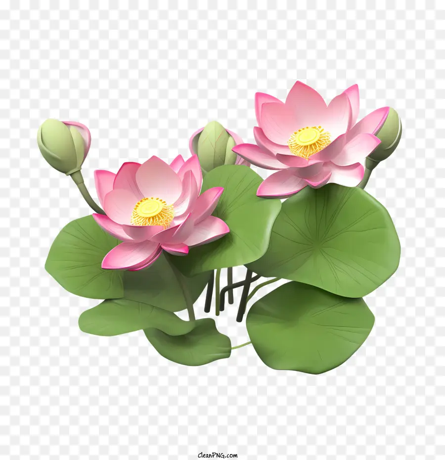 Lotus，Fleur PNG