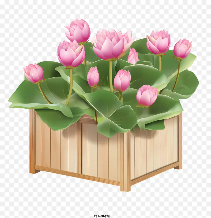 Fleur De Lotus，Fleurs Roses PNG