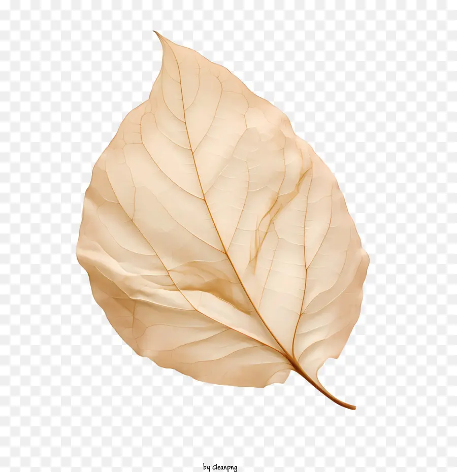 Feuille Séchée，Feuille Sèche PNG