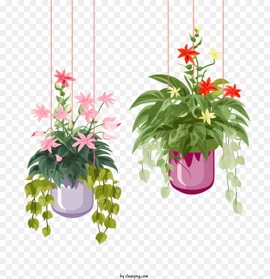 Plante Suspendue Avec Pot，Fleur De La Pendaison PNG