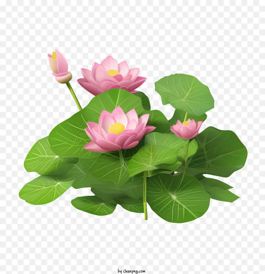 Lotus，Nénuphar PNG