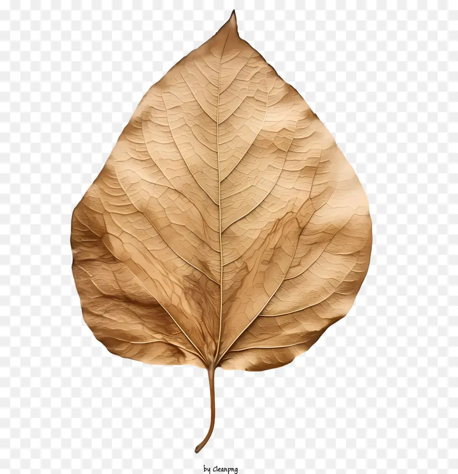 Feuille Séchée，Feuille Sèche PNG