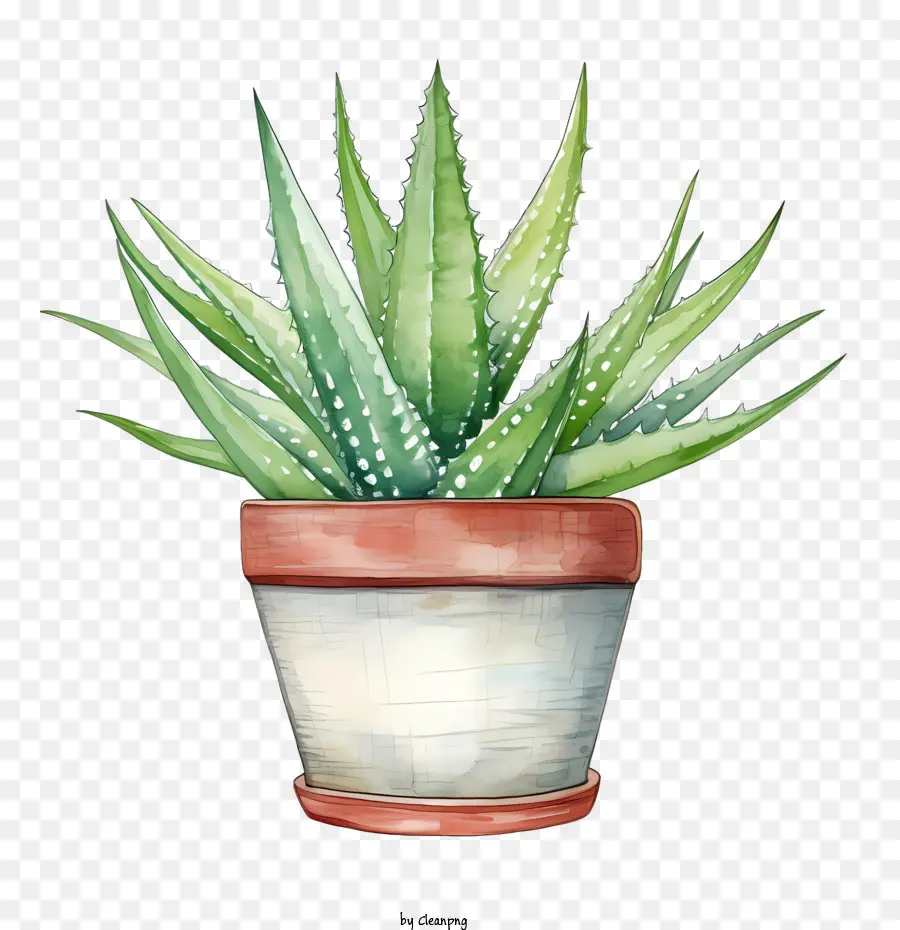 Aloé Vera，Succulente Verte PNG