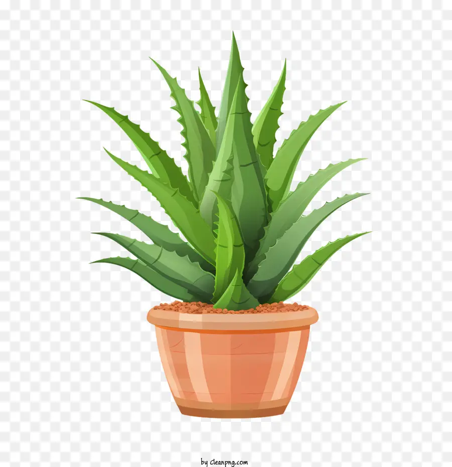 L'aloe Vera，Plante Succulente PNG