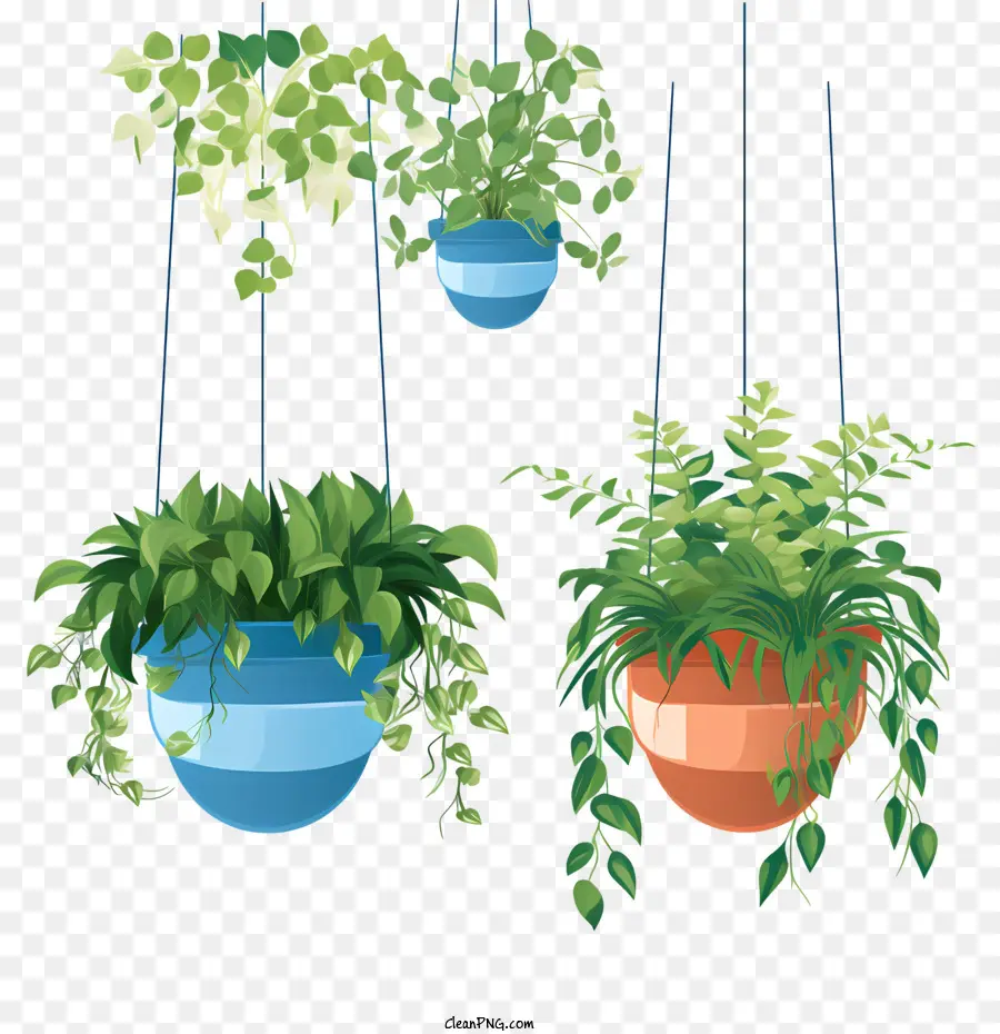 Plante Suspendue Avec Pot，Les Plantes Suspendues PNG