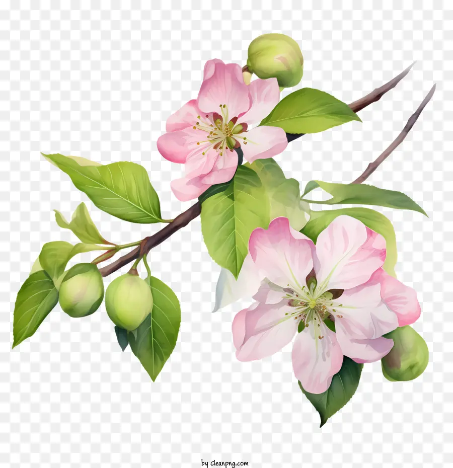 Fleur De Pommier，Fleurs Blanches PNG