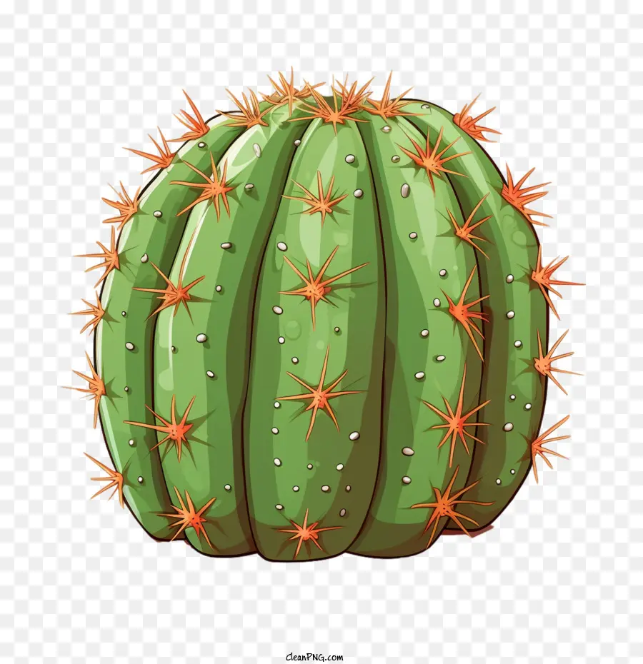 Cactus Succulents，Cactus PNG