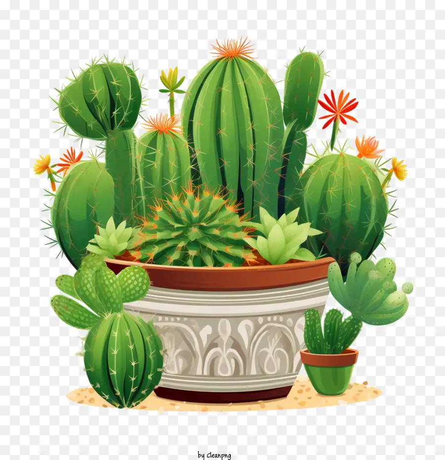 Cactus Succulents，Cactus PNG