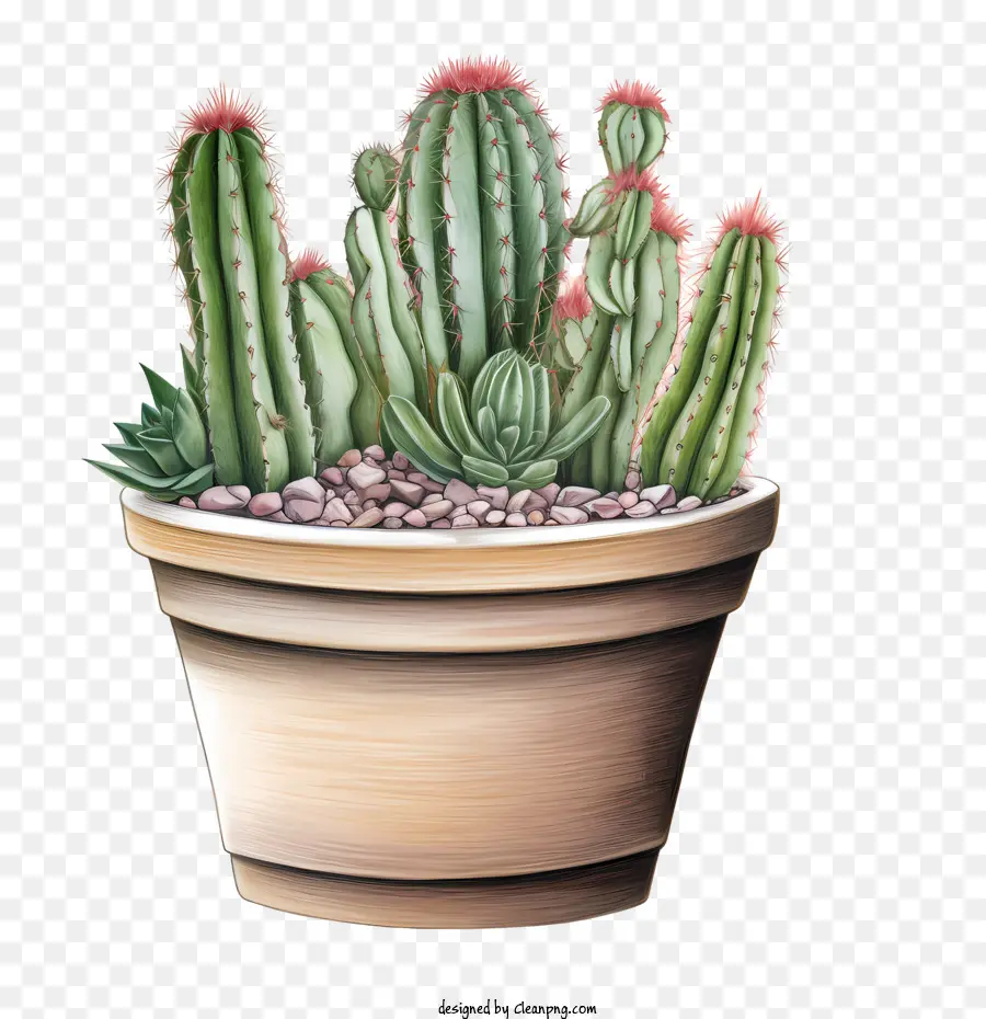 Cactus，Pot PNG