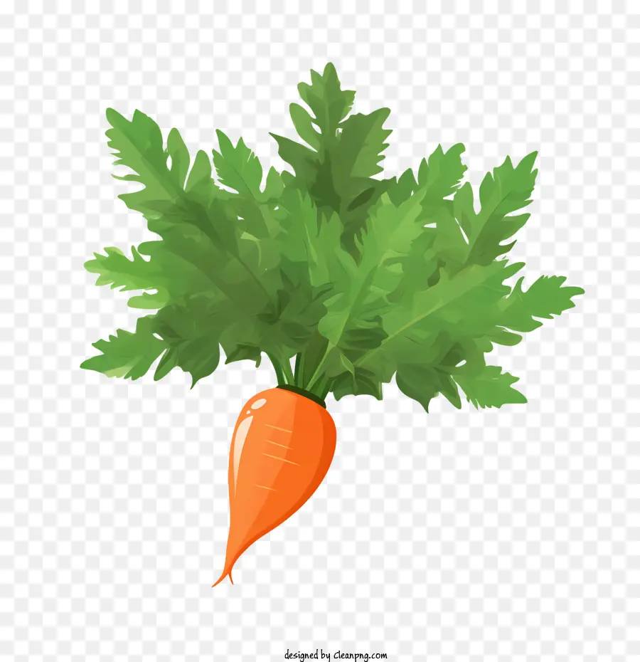 Carotte，Orange PNG