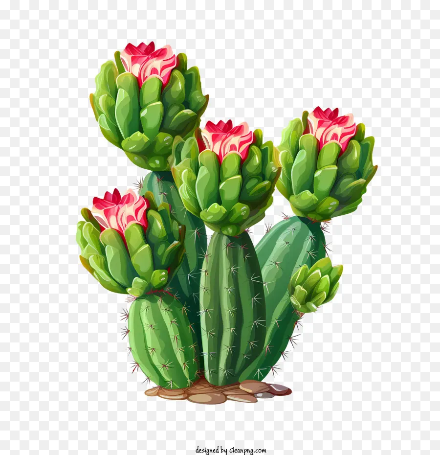 Cactus，Figue De Barbarie PNG