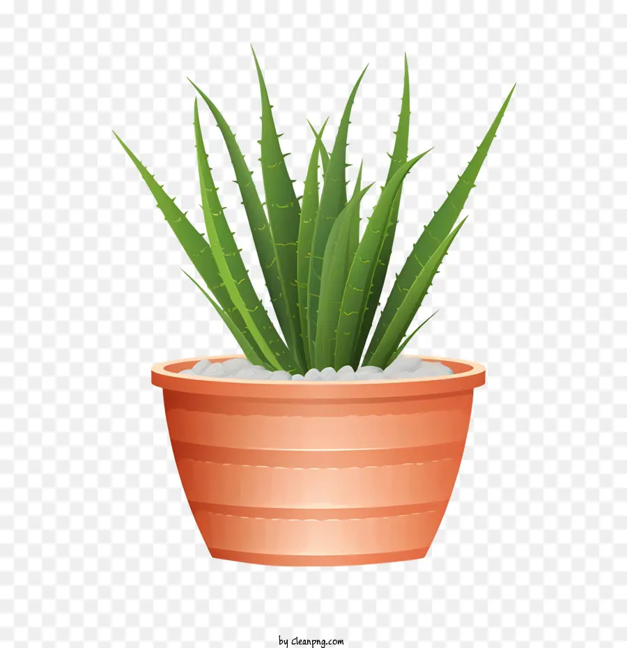 Aloé Vera，Plante En Pot PNG