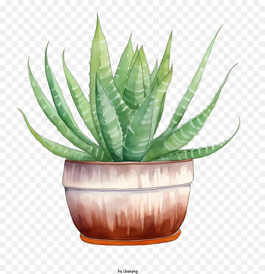 Aloé Vera，Aloe Vera Vert PNG