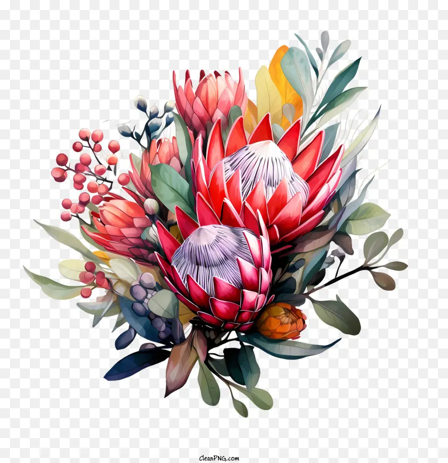 Protea Fleur，Floral PNG