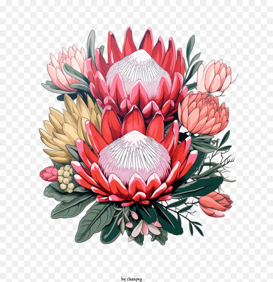 Protea Fleur， PNG