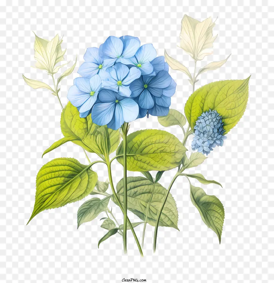 Hortensia Fleur，Fleurs Bleues PNG