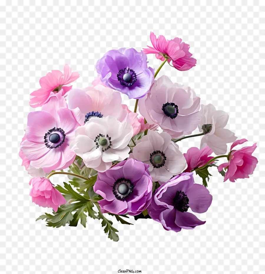 Anémone Fleur，Violet PNG