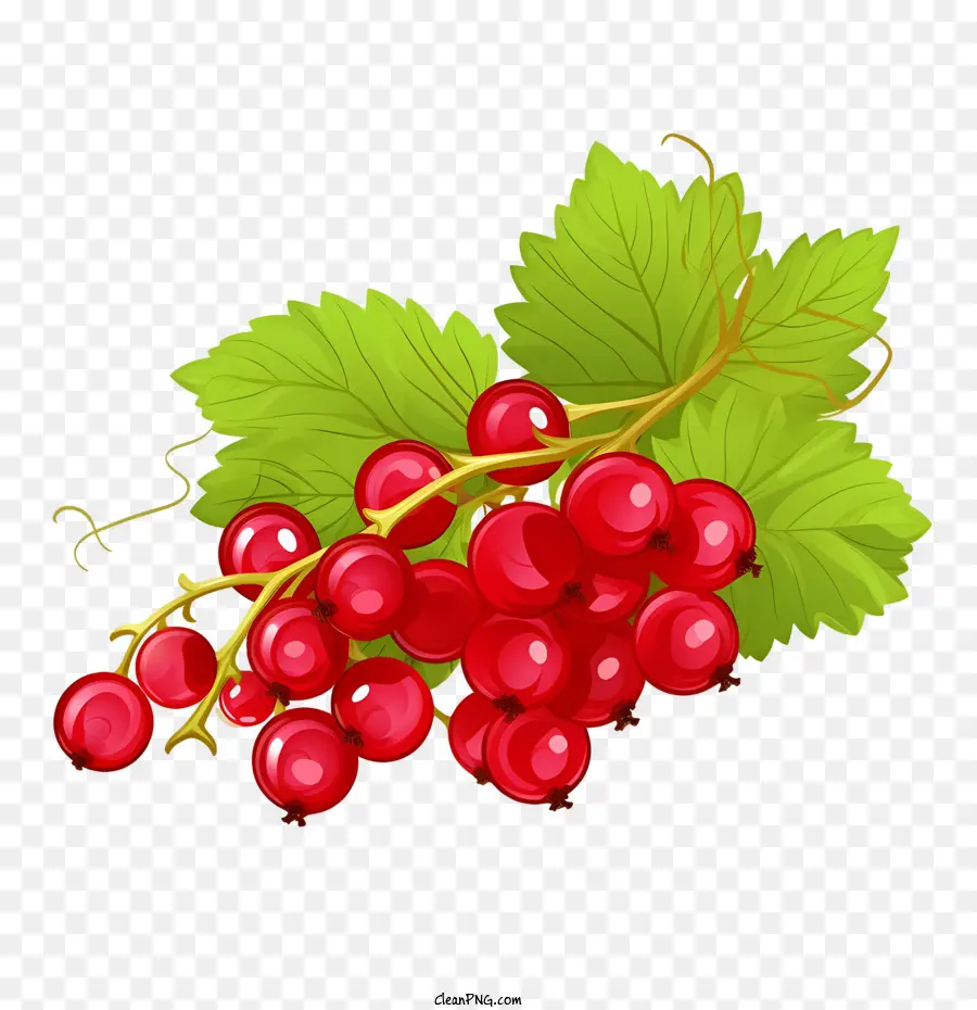 Canneberges，Framboise PNG