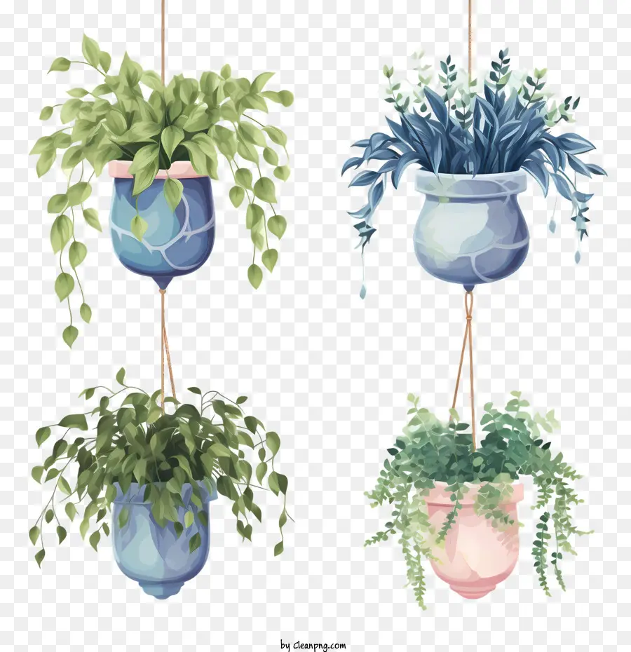 Plante Suspendue Avec Pot，Botanique PNG