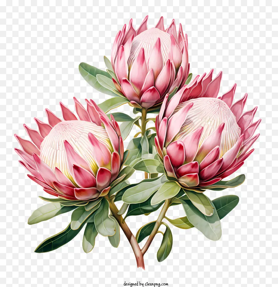 Protea Fleur，Rose PNG