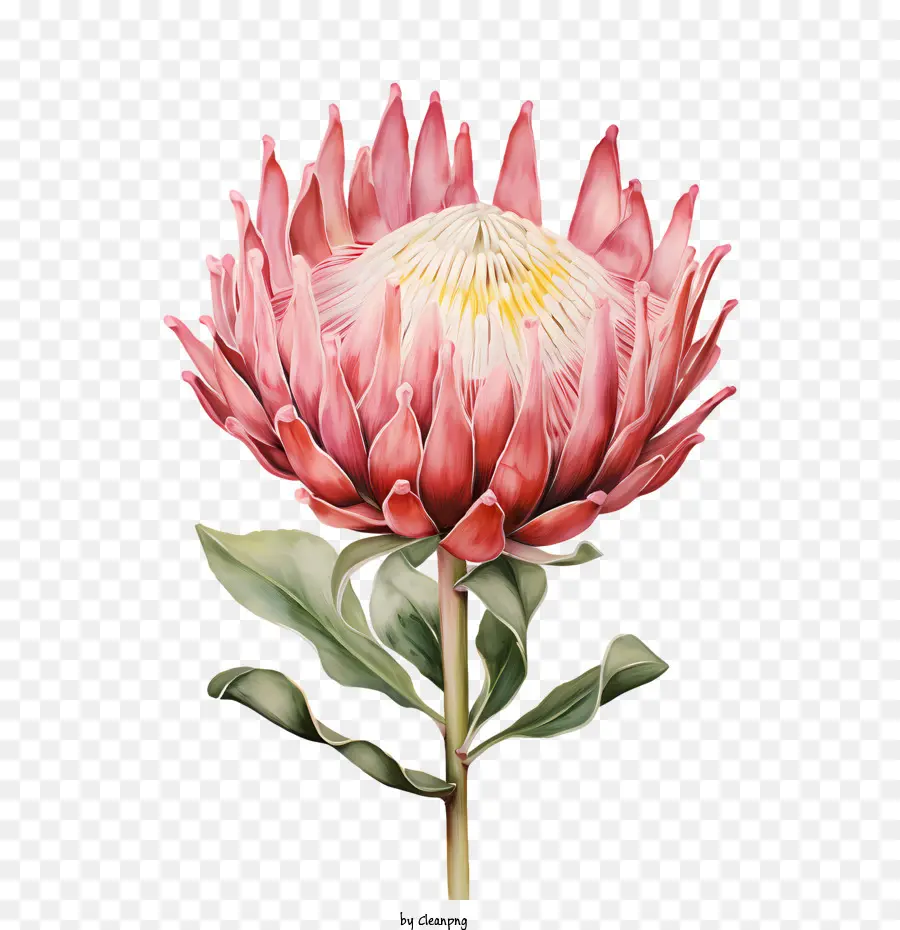 Protea Fleur，Fleur Rouge PNG