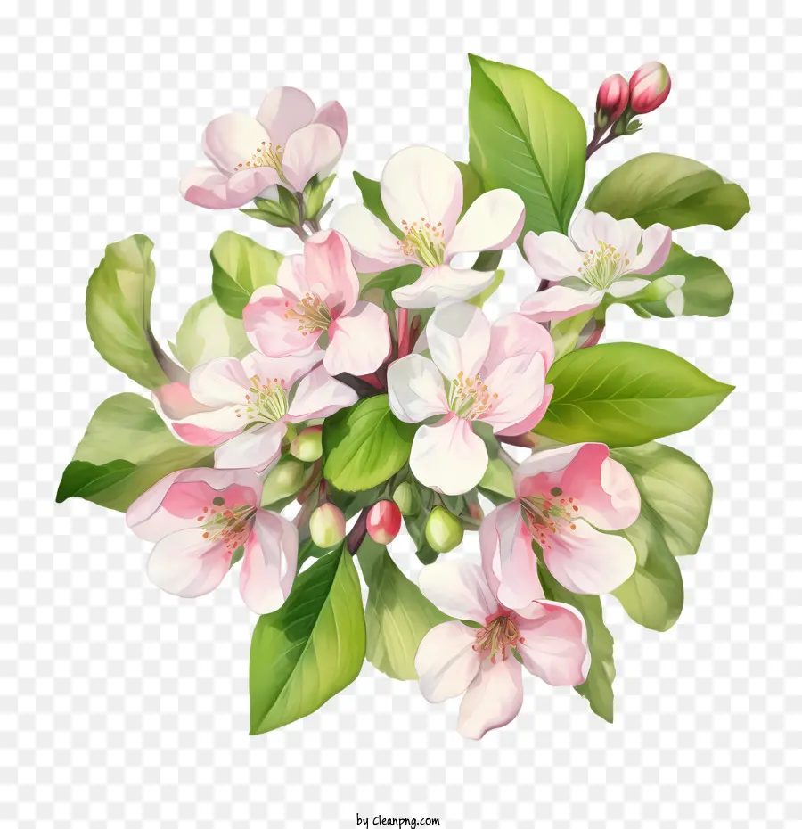 Fleur De Pommier，Bouquet De Fleurs PNG