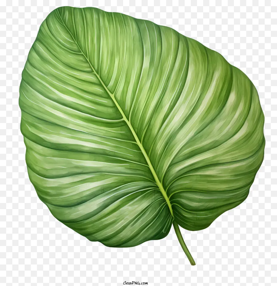 Feuille Tropicale，Feuille PNG