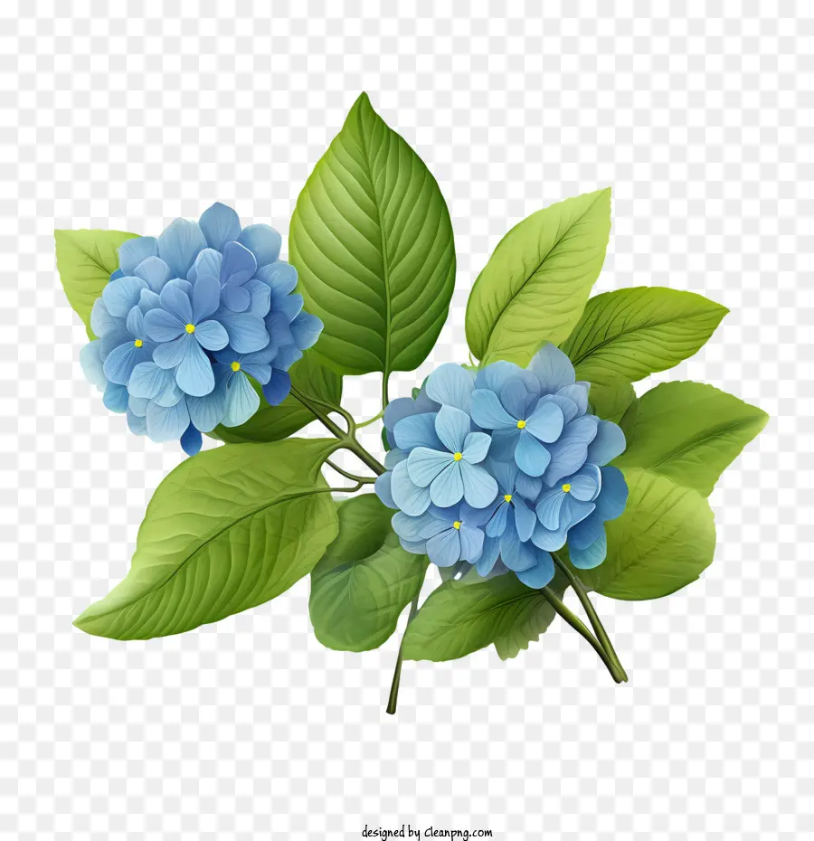 Hortensia Fleur，Bleu PNG