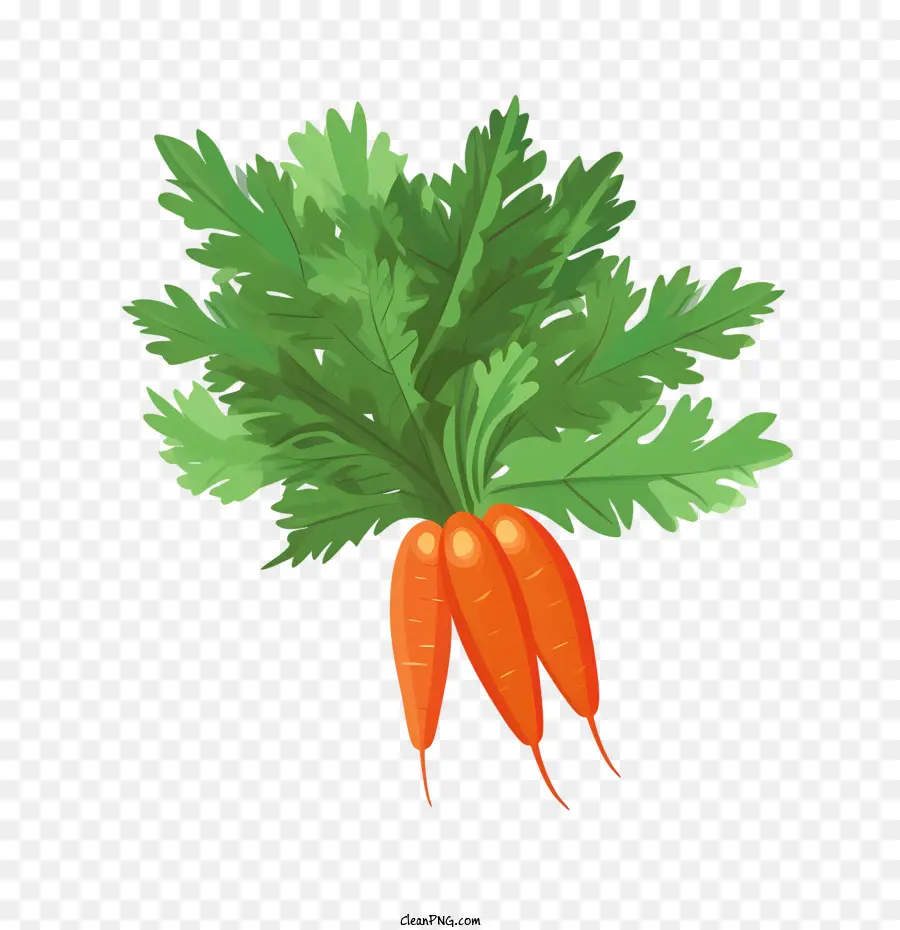 Carotte，Orange PNG