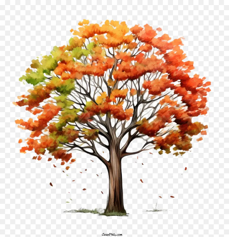 Arbre D'automne，Arbre Coloré PNG