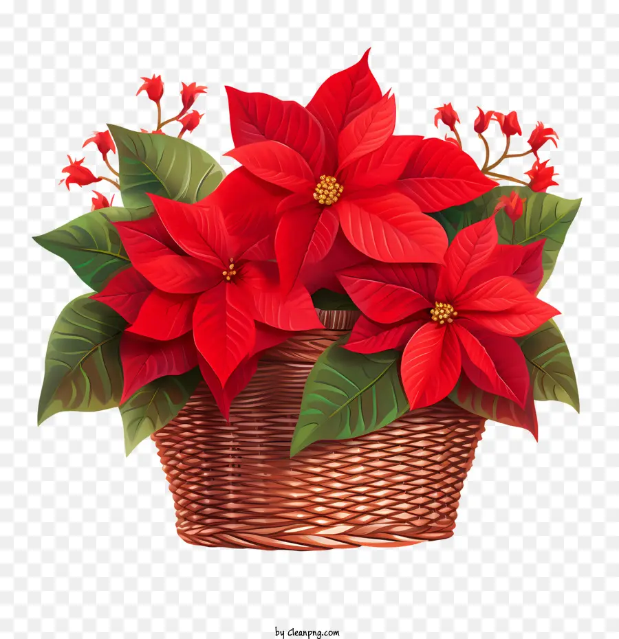 Poinsettia，Panier PNG