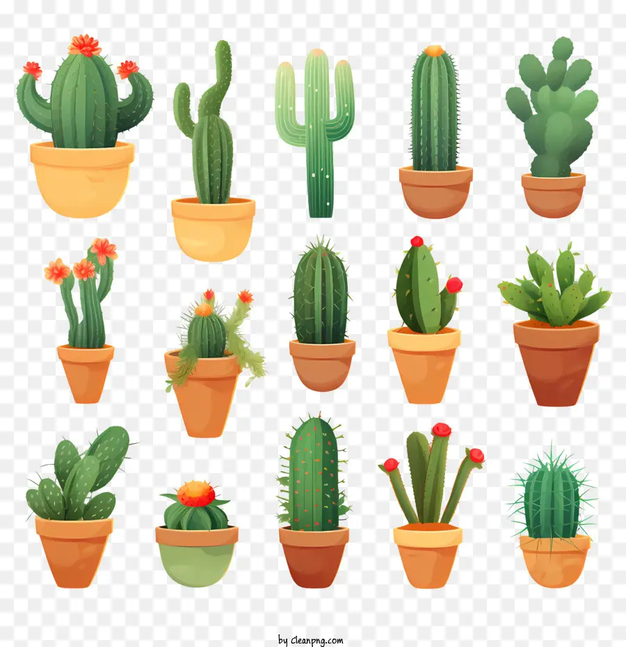 Cactus，Succulent PNG