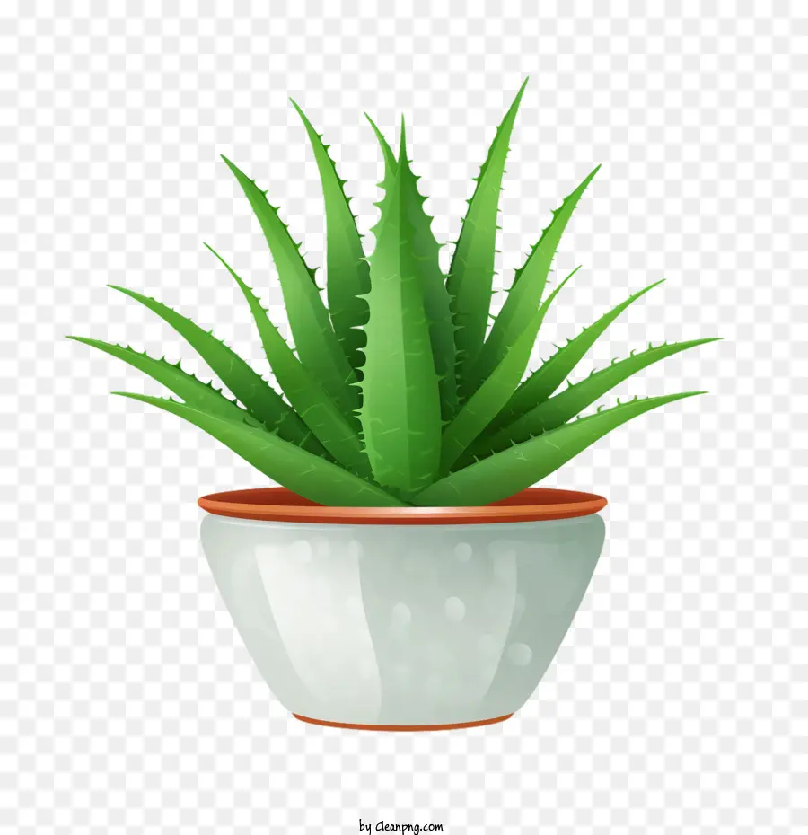 Aloé Véra，Aloe Vera Vert PNG