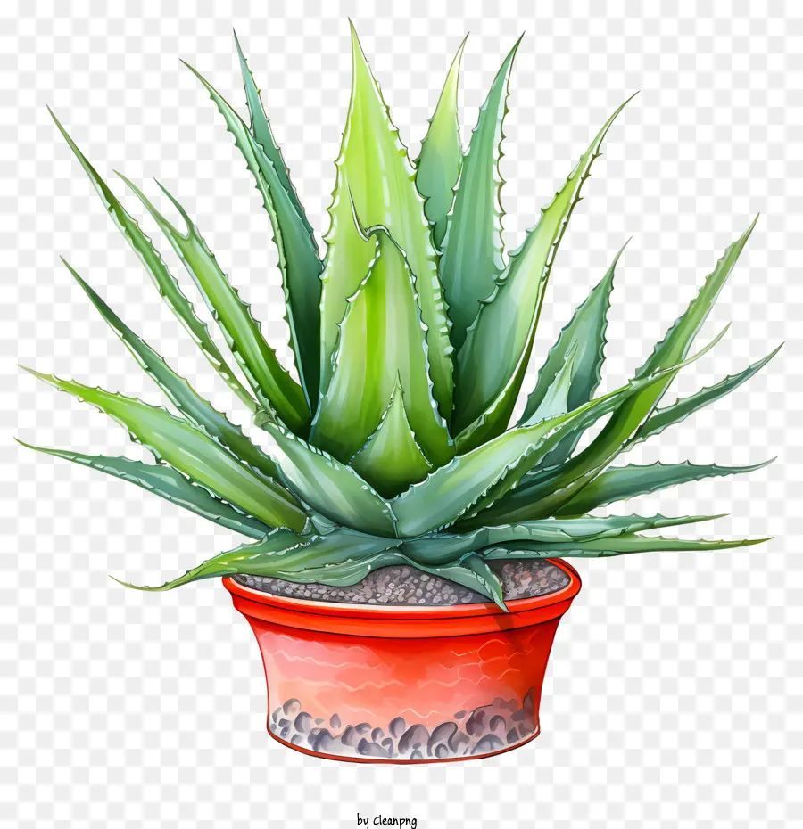 Aloé Vera，Aloe Vera Vert PNG