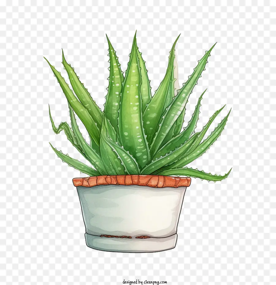 Aloé Véra，Aloe Vera Vert PNG