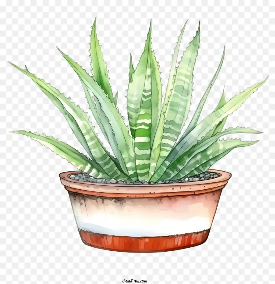 L'aloe Vera，Aquarelle PNG