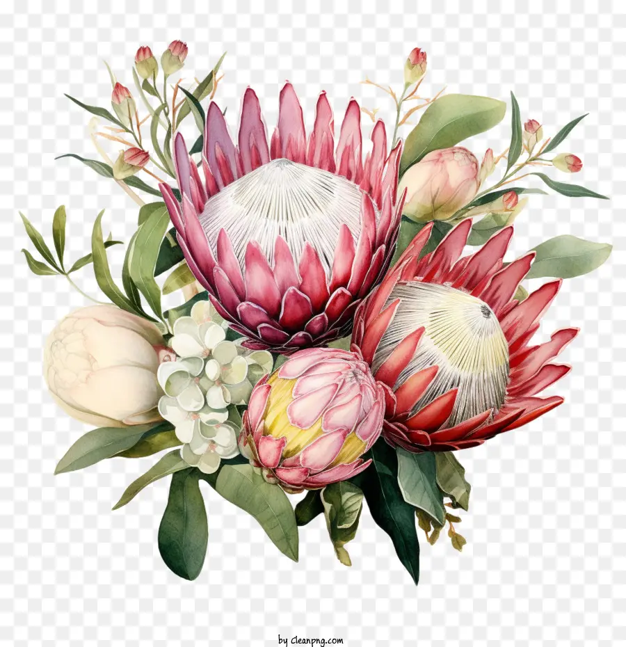 Protea Fleur， PNG