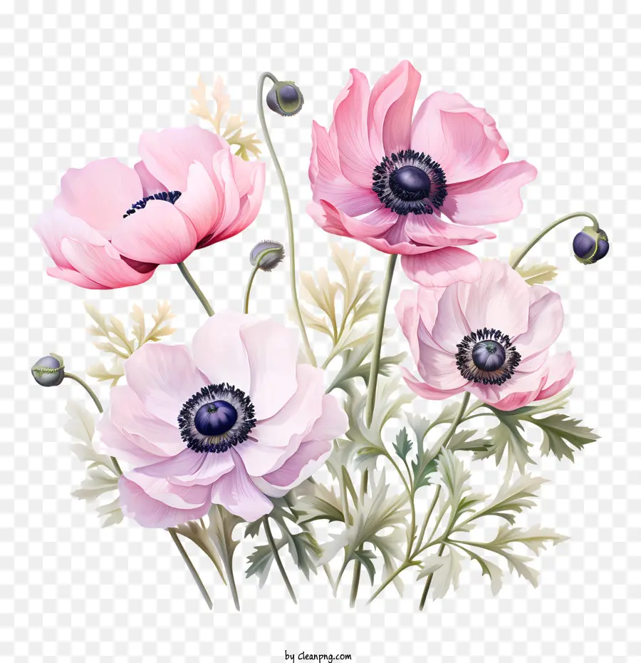 Anémone Fleur，Rose PNG