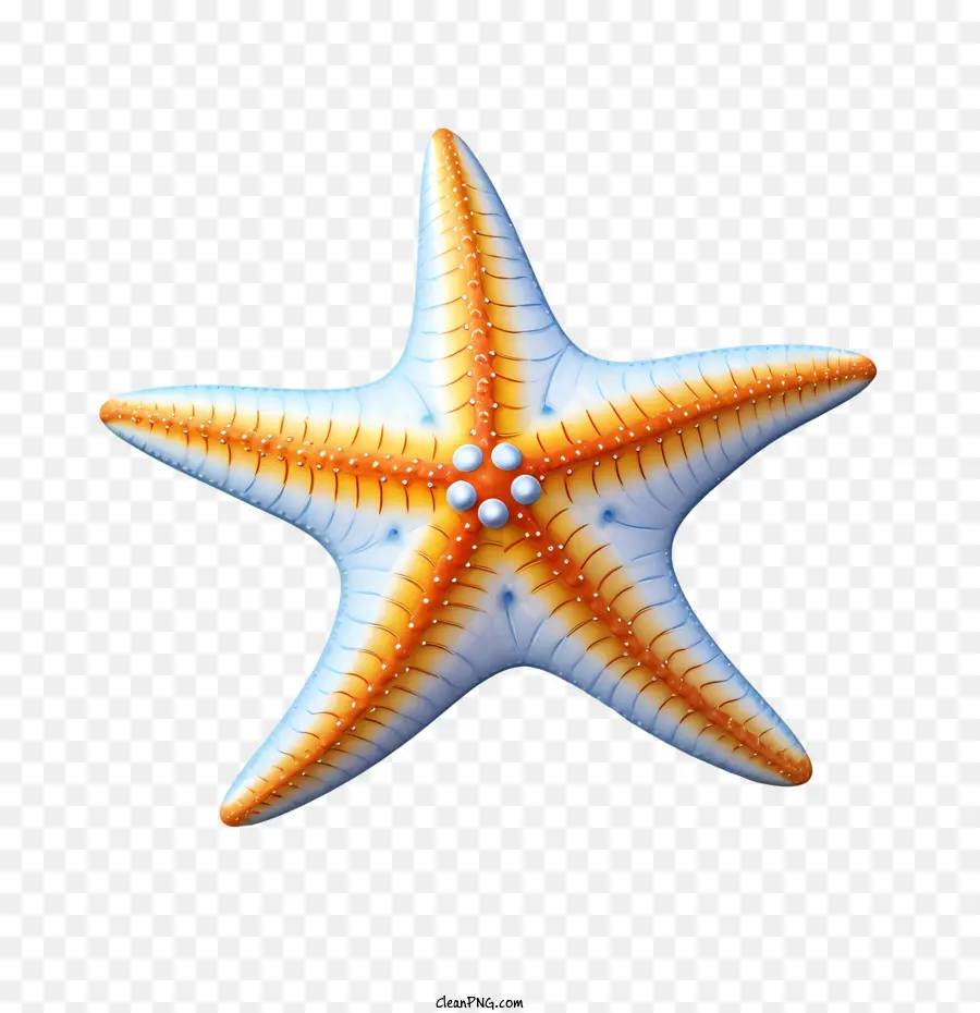 Les étoiles De Mer，L'océan PNG