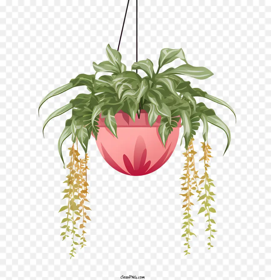 Plante Suspendue Avec Pot，Plante En Pot PNG