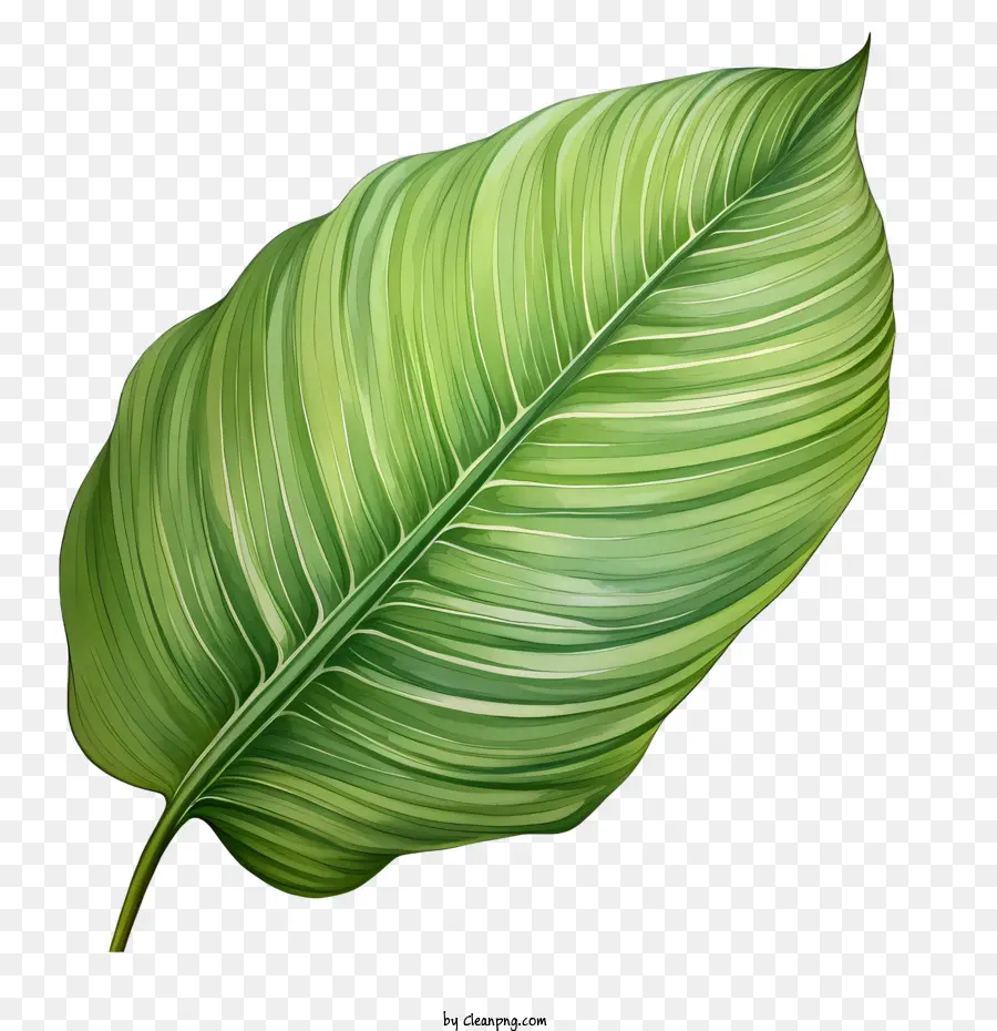 Tropical à Feuilles，Feuille Verte PNG