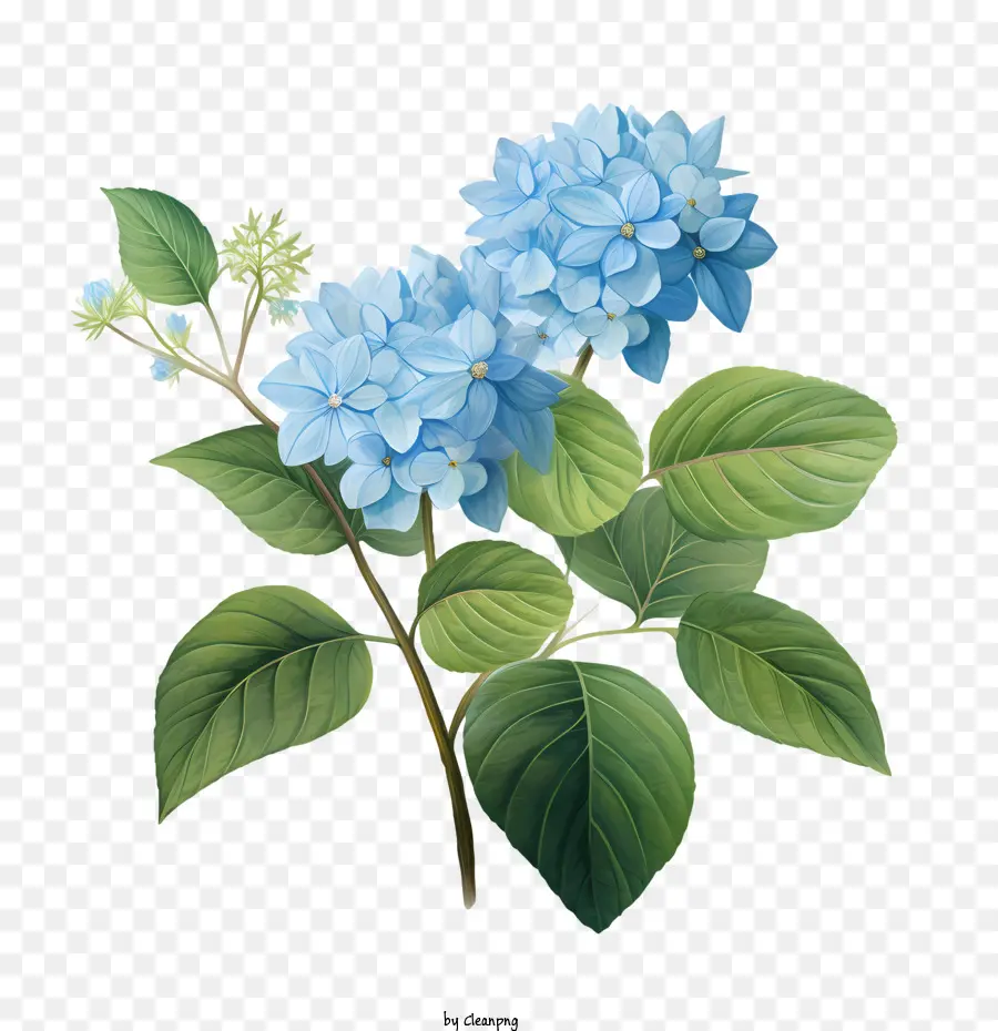 Hortensia Fleur，Fleurs Bleues PNG