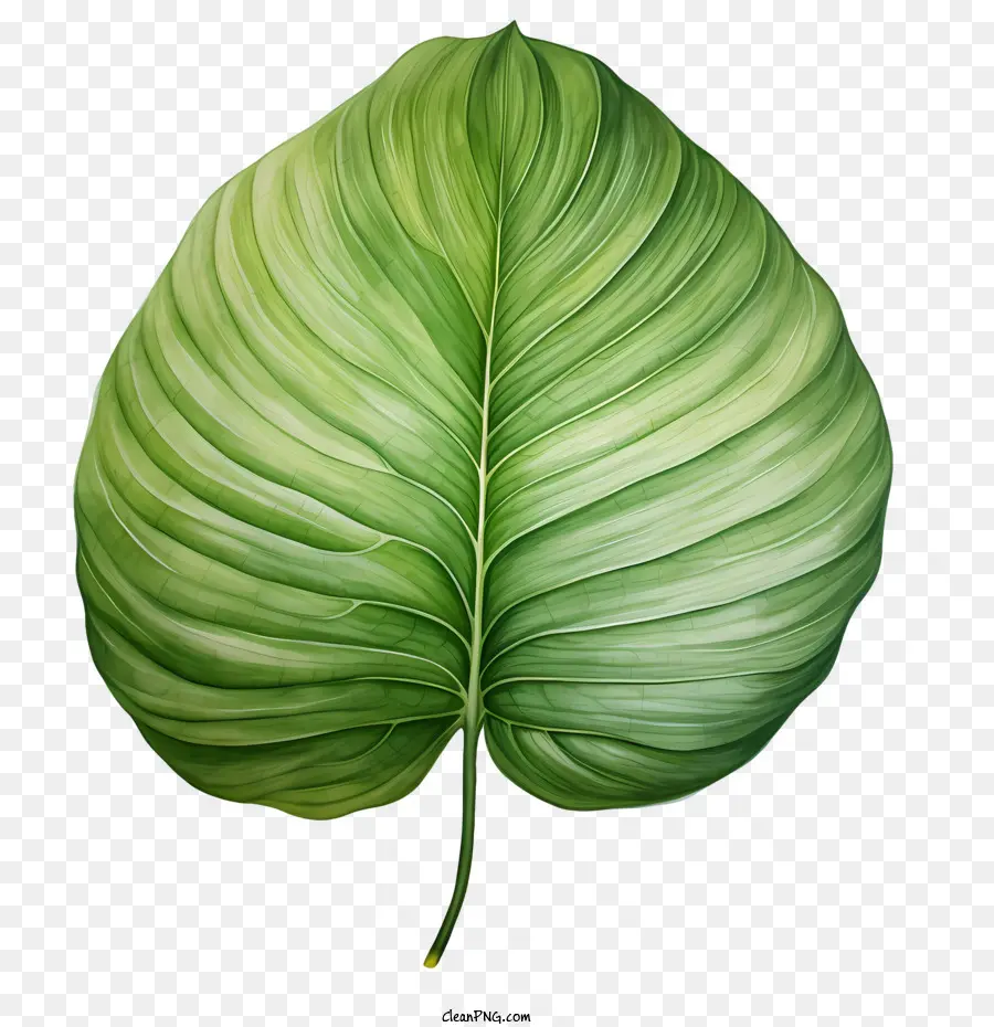 Feuille Tropicale，Feuille PNG