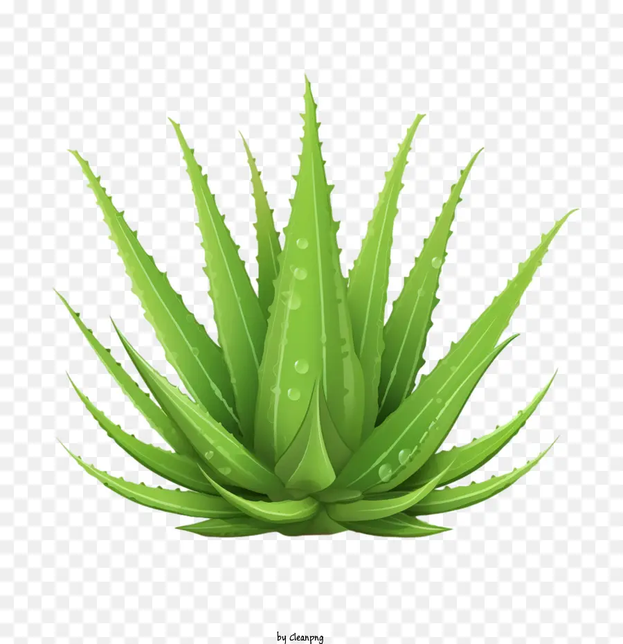 L'aloe Vera，Plante PNG