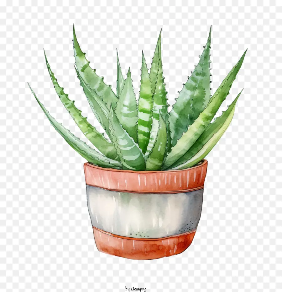 Aloé Véra，Aloe Vera Vert PNG