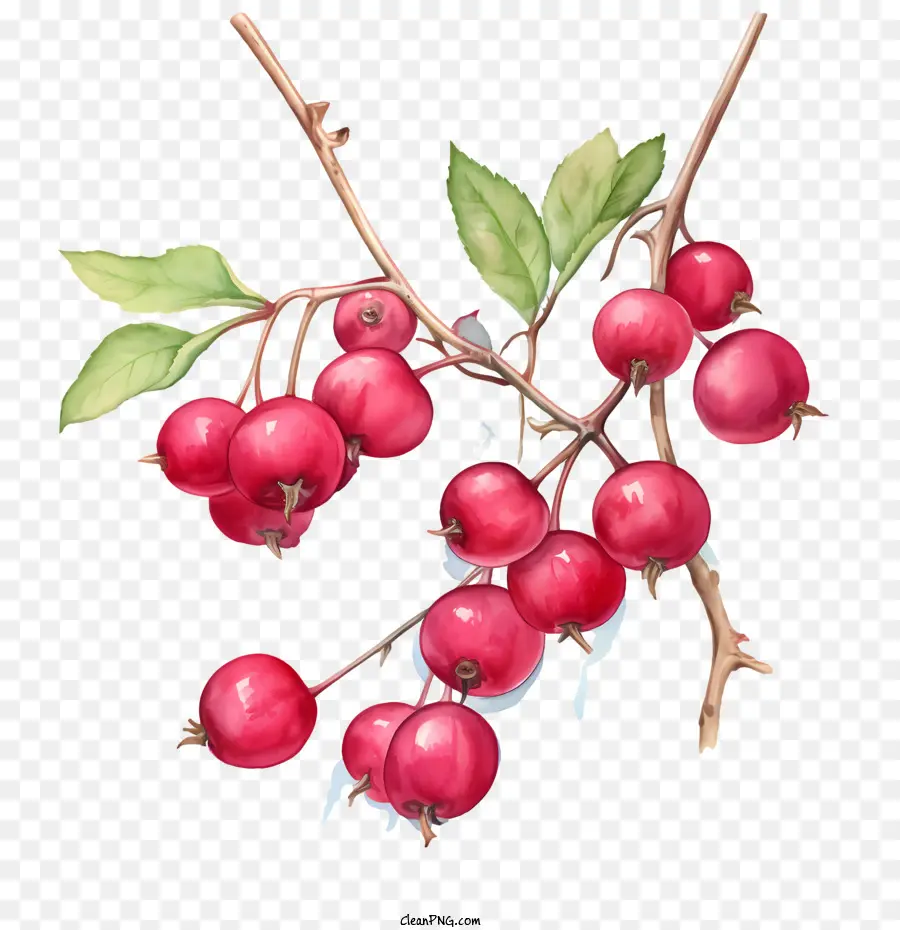 Canneberges Rouges，Fruits Rouges PNG