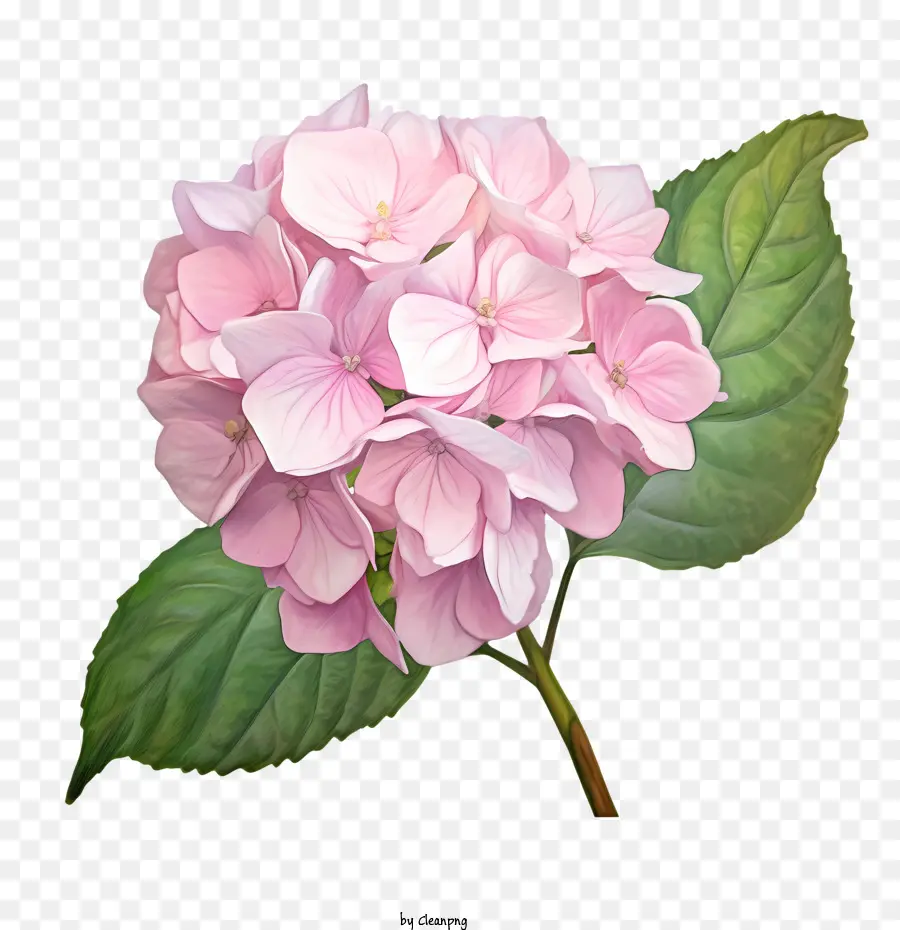 Hortensia Fleur，Rose PNG