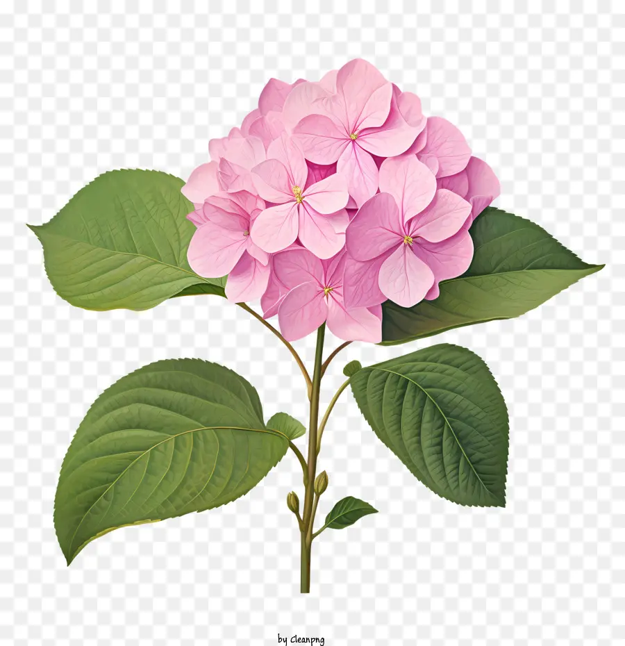 Hortensia Fleur，Fleurs Roses PNG